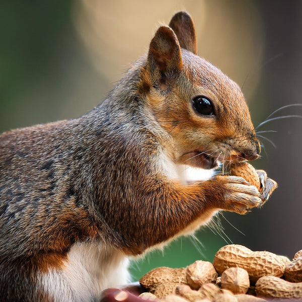 OverSoyed Artisan Handcrafted Products - National Squirrel Appreciation Day