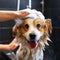 OverSoyed Artisan Handcrafted Products - Poshly Pampered Pets™ Artisan Handcrafted Pet Care